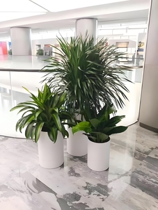 宁波江北植物租赁哪家好 宁波江北植物租赁哪家好